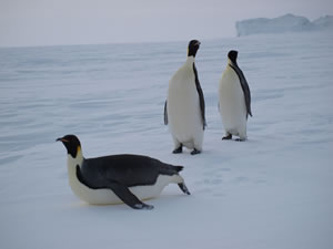 Penguins in Antartica